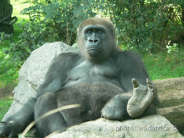 congo gorilla 13.jpg - Who has better life than me?